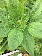 Amaranthus retroflexus