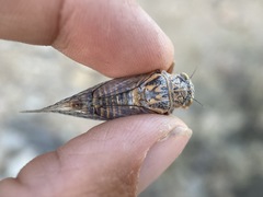 Clidophleps