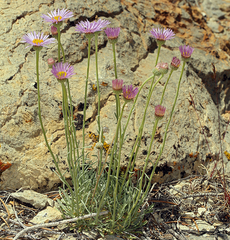 Erigeron argentatus