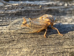 Clidophleps