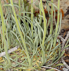 Erigeron argentatus