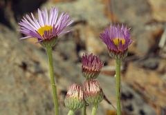 Erigeron argentatus