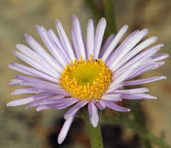 Erigeron argentatus