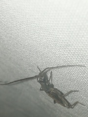 Neocompsa puncticollis