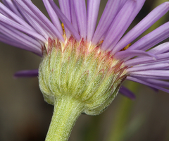 Erigeron argentatus