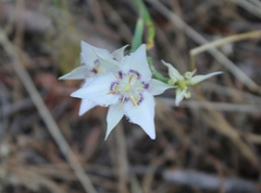 Calochortus lyallii