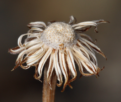 Erigeron argentatus