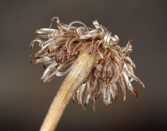 Erigeron argentatus