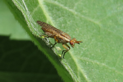 Protodictya