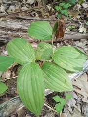 Cypripedium reginae