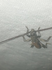 Neocompsa puncticollis