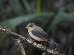 Trichothraupis melanops
