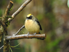 Trichothraupis melanops
