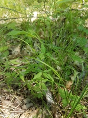 Galium lanceolatum