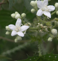 Cnidoscolus angustidens
