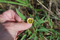 Physalis longifolia