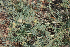Desmanthus cooleyi