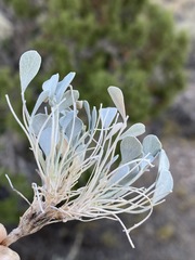 Astragalus calycosus monophyllidius