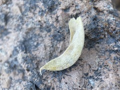 Astragalus calycosus monophyllidius