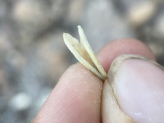 Astragalus calycosus monophyllidius