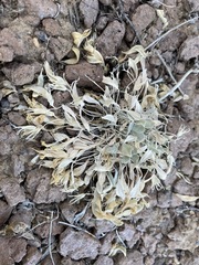 Astragalus calycosus monophyllidius