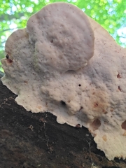 Tyromyces galactinus