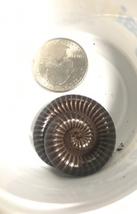 Orthoporus texicolens