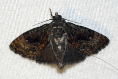 Gymnandrosoma punctidiscanum