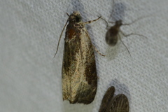 Olethreutes inornatana