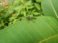 Neoitamus flavofemoratus