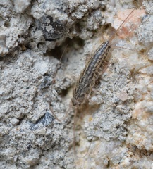 Ctenolepisma lineatum