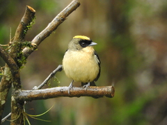 Trichothraupis melanops