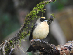 Trichothraupis melanops