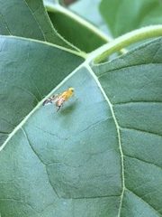 Strauzia longipennis