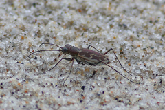 Ellipsoptera marginata