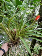 Guzmania monostachia