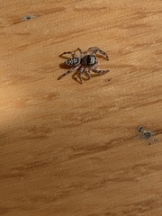 Phidippus clarus