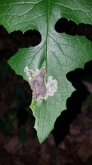 Liriomyza taraxaci