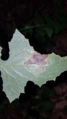 Liriomyza taraxaci