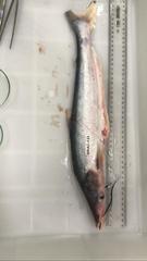 Hypophthalmus marginatus