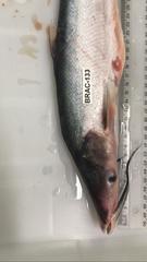 Hypophthalmus marginatus