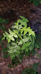 Liriomyza taraxaci
