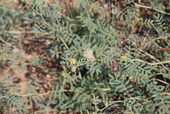 Desmanthus cooleyi