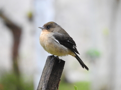 Trichothraupis melanops