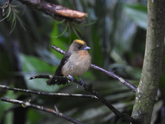 Trichothraupis melanops