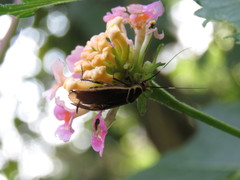 Pseudomops interceptus