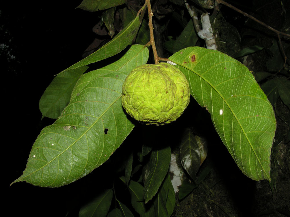 Batocarpus costaricensis