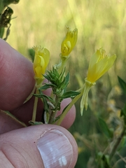 Oenothera clelandii