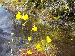 Utricularia cornuta