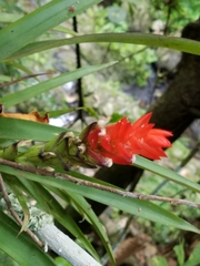 Guzmania monostachia